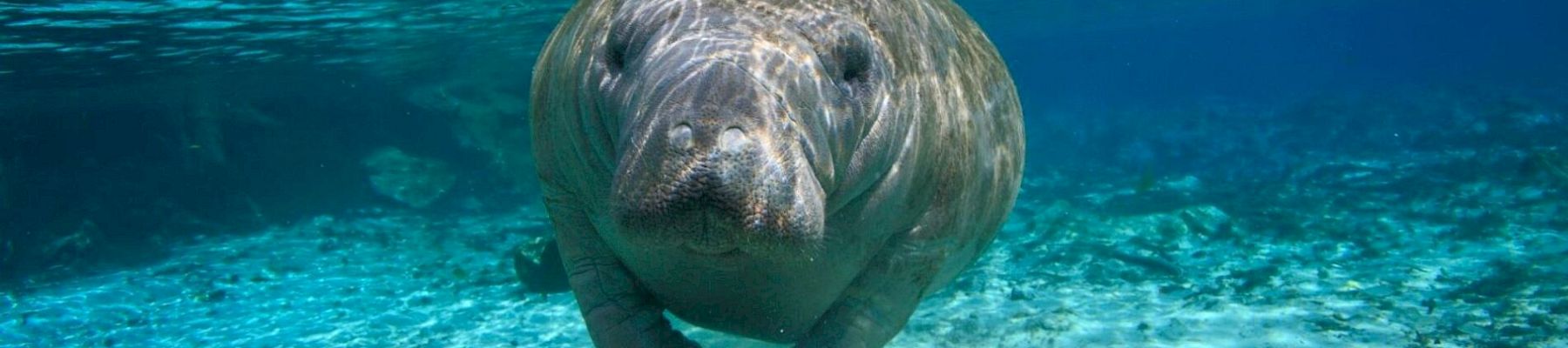 The image shows a manatee swimming underwater in clear blue waters, with sunlight filtering through the surface of the water.