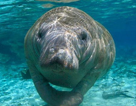 The image shows a manatee swimming underwater in clear blue waters, with sunlight filtering through the surface of the water.