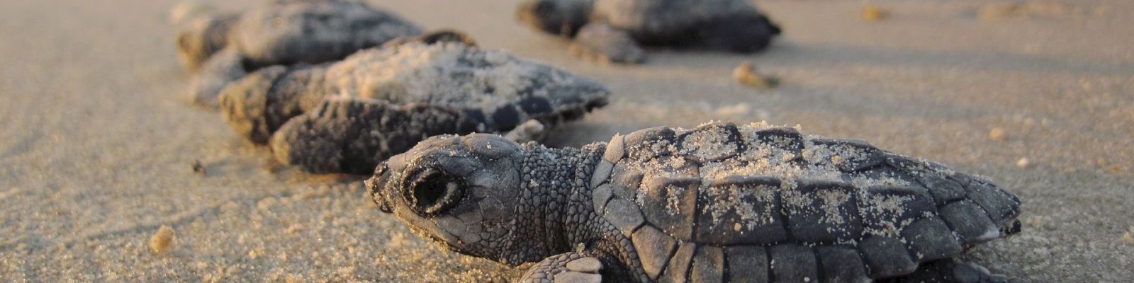 Hatchling sea turtles race across the sandy beach toward the ocean, lined up in a row under a pale, cloudy sky.